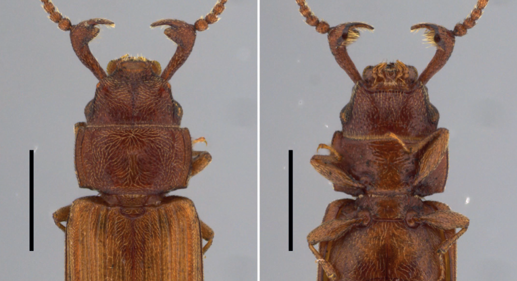 Cientistas do Inpa encontram, pela primeira vez, o macho de besouro da espécie Cryptolestes obesus