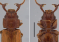 Cientistas do Inpa encontram, pela primeira vez, o macho de besouro da espécie Cryptolestes obesus