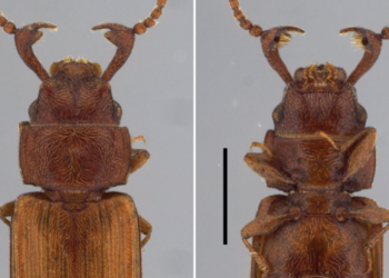 Cientistas do Inpa encontram, pela primeira vez, o macho de besouro da espécie Cryptolestes obesus