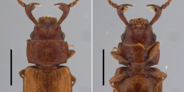 Cientistas do Inpa encontram, pela primeira vez, o macho de besouro da espécie Cryptolestes obesus