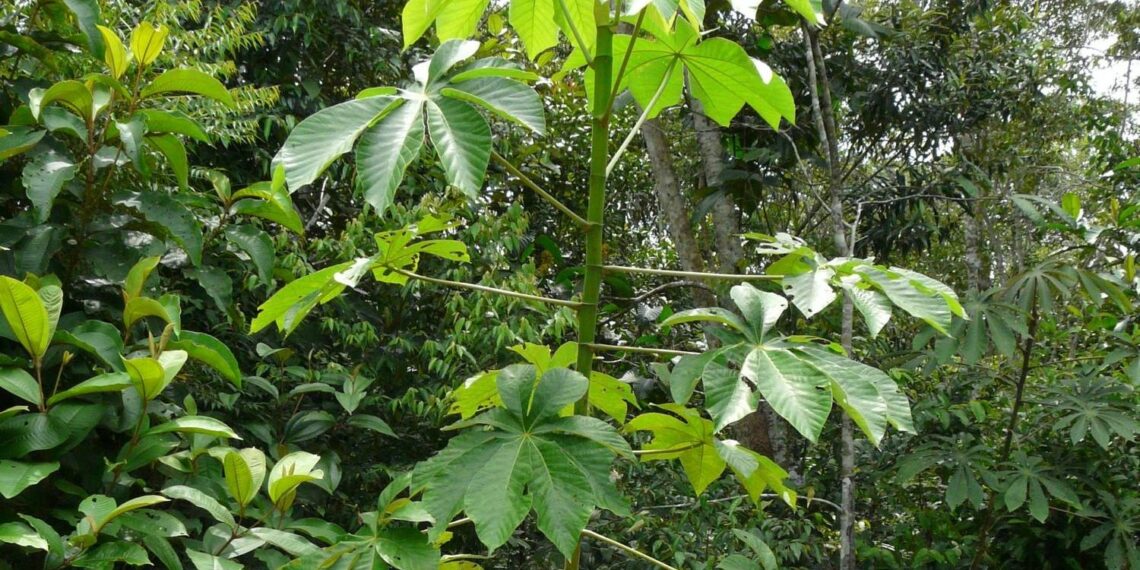 Nova espécie de imbaúba descoberta em Manaus é classificada como vulnerável