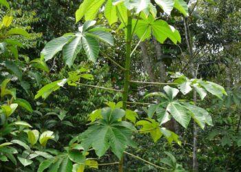 Nova espécie de imbaúba descoberta em Manaus é classificada como vulnerável