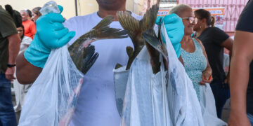 Páscoa na Floresta: mais de 100 toneladas de pescado é doada e beneficia 45 mil famílias na Semana Santa