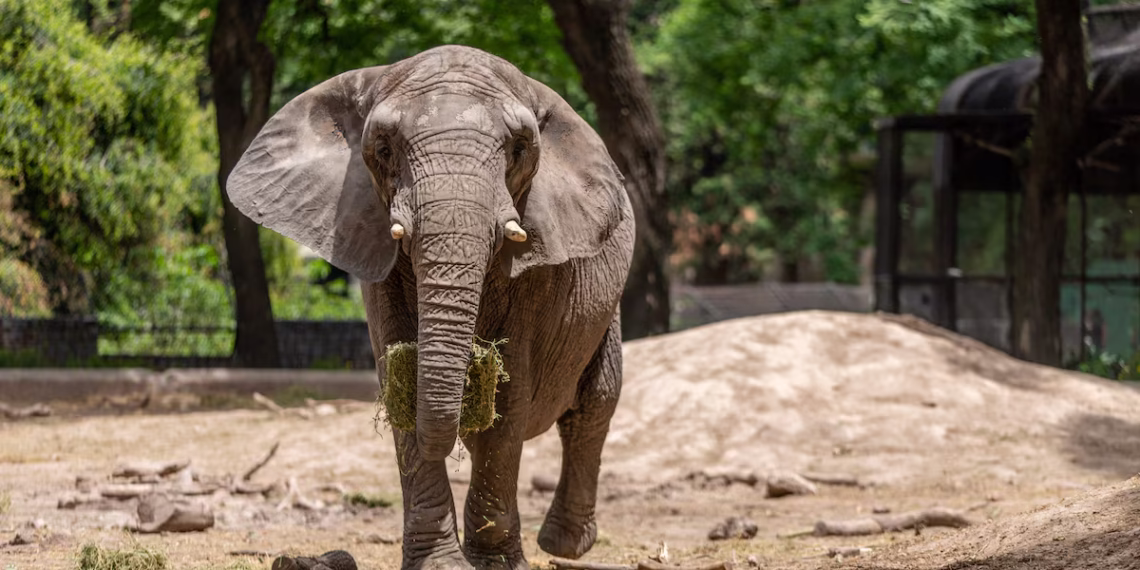 Após 5 dias de viagem, Pupy, elefante africana que vivia na Argentina, chega ao Brasil