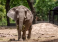 Após 5 dias de viagem, Pupy, elefante africana que vivia na Argentina, chega ao Brasil