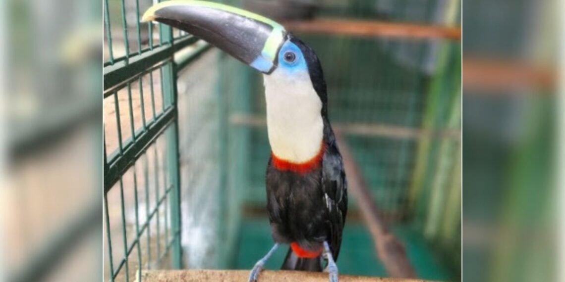 Tucano ferido é transportado de Manaus a SP pelo programa Avião Solidário da Latam