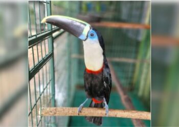 Tucano ferido é transportado de Manaus a SP pelo programa Avião Solidário da Latam