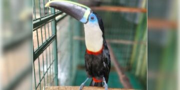 Tucano ferido é transportado de Manaus a SP pelo programa Avião Solidário da Latam