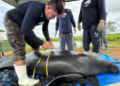 Projeto Peixe-boi avalia saúde de 13 animais para soltura nos rios
