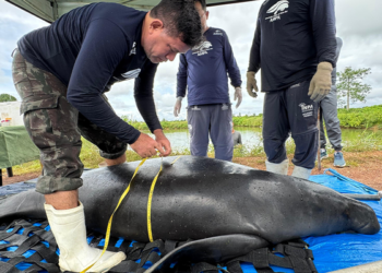 Projeto Peixe-boi avalia saúde de 13 animais para soltura nos rios