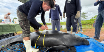 Projeto Peixe-boi avalia saúde de 13 animais para soltura nos rios