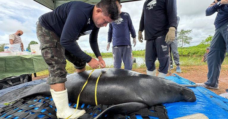 Projeto Peixe-boi avalia saúde de 13 animais para soltura nos rios