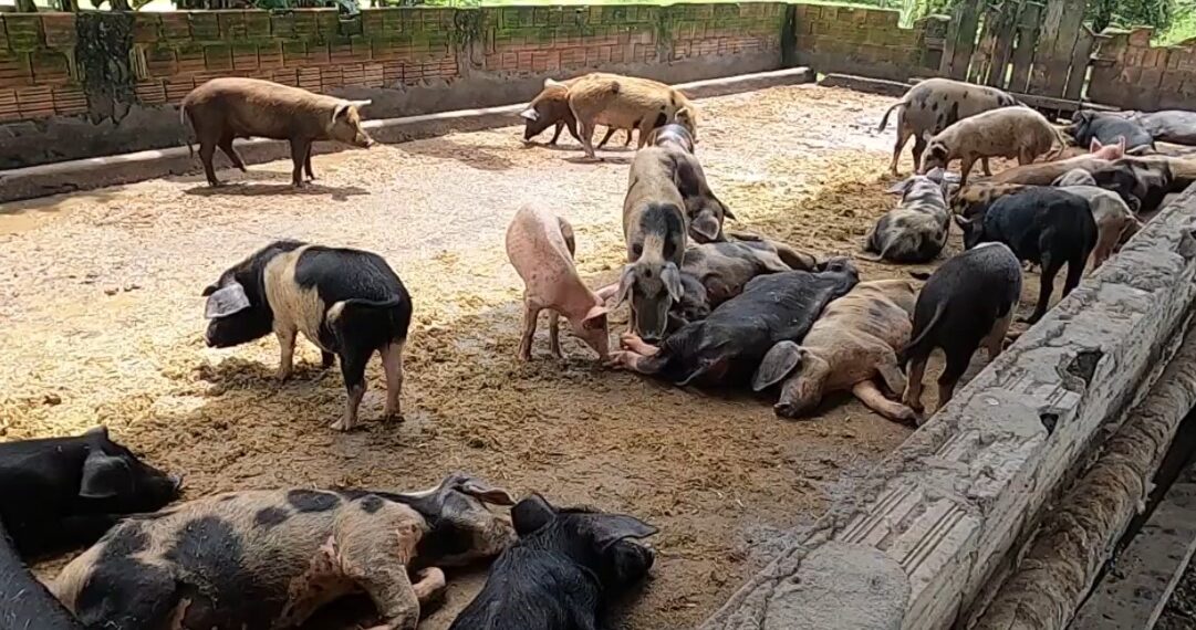 Ipaam aplica multa de quase R$ 500 mil a criador por maus-tratos a animais