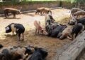 Ipaam aplica multa de quase R$ 500 mil a criador por maus-tratos a animais