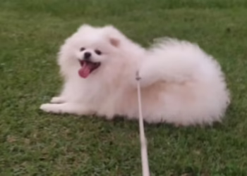 ‘Ele foi praticamente torrado’, diz tutor que perdeu cão após banho em petshop