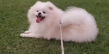 ‘Ele foi praticamente torrado’, diz tutor que perdeu cão após banho em petshop