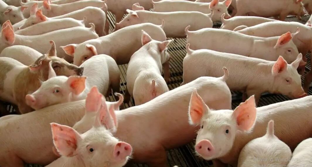 Chile passará a importar carne suína do Paraná
