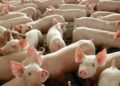 Chile passará a importar carne suína do Paraná