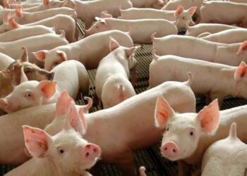 Chile passará a importar carne suína do Paraná