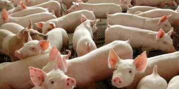 Chile passará a importar carne suína do Paraná