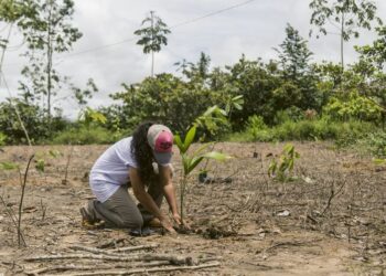 MMA e BNDES liberam R$ 39 mi do Fundo Amazônia a pequeno produtor rural e extrativistas no AM