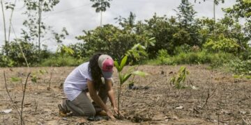 MMA e BNDES liberam R$ 39 mi do Fundo Amazônia a pequeno produtor rural e extrativistas no AM