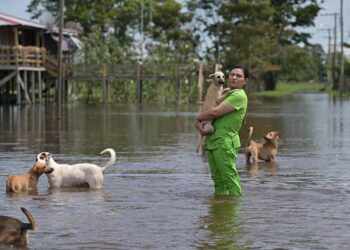 Deputada Joana Darc lança campanha para ajudar animais afetados pela cheia