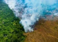 Desmatamento: Amazônia perdeu área equivalente à cidade de Belo Horizonte em abril
