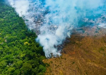 Desmatamento: Amazônia perdeu área equivalente à cidade de Belo Horizonte em abril