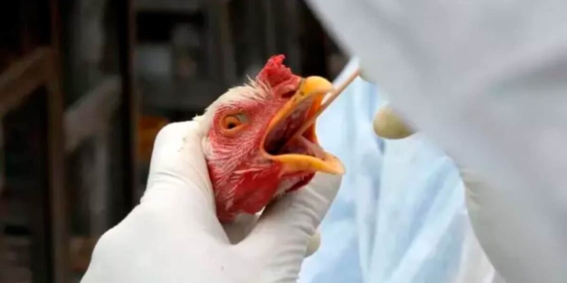Ministério da Agricultura descarta restrição generalizada às exportações de aves do RS