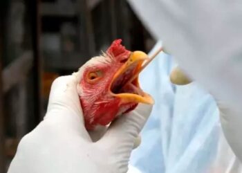 Ministério da Agricultura descarta restrição generalizada às exportações de aves do RS