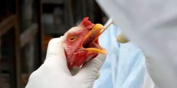 Ministério da Agricultura descarta restrição generalizada às exportações de aves do RS