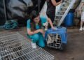 Operação em Iranduba resgata animais silvestres usados em turismo ilegal; deputada Joana Darc apoia ação
