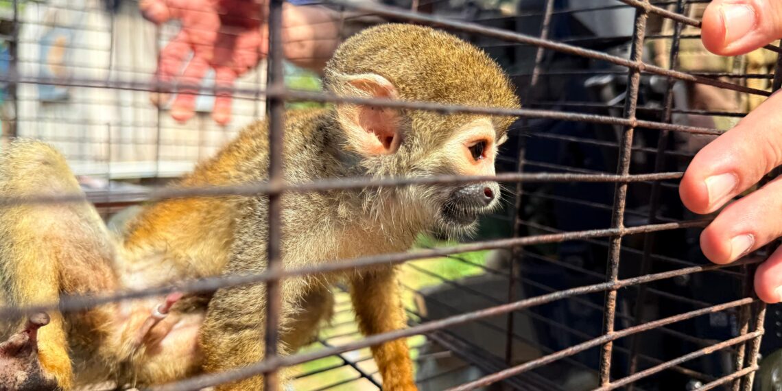 Jovem é preso e adolescentes apreendidos por maus-tratos a animais usados em turismo ilegal em Iranduba
