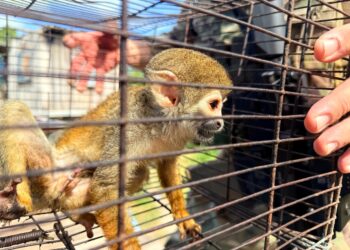 Jovem é preso e adolescentes apreendidos por maus-tratos a animais usados em turismo ilegal em Iranduba