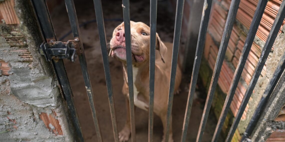 Canil clandestino com cães da raça Pit Monster é desativado na zona norte de Manaus