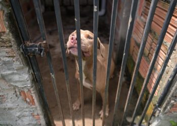 Canil clandestino com cães da raça Pit Monster é desativado na zona norte de Manaus