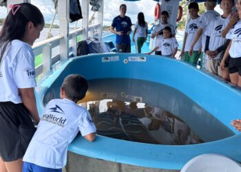 Cinco peixes-bois órfãos são soltos no rio Purus após reabilitação feita por projeto do Inpa e Ampa
