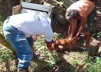 Animais de comunidades ribeirinhas do Rio negro começam a ser vacinados contra a raiva