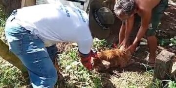 Animais de comunidades ribeirinhas do Rio negro começam a ser vacinados contra a raiva