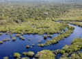 Brasil reduz desmatamento em cinco biomas em 2024, mas Mata Atlântica segue em alta