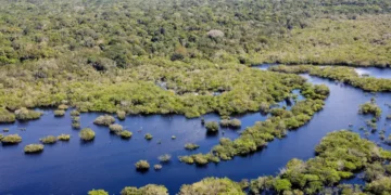 Brasil reduz desmatamento em cinco biomas em 2024, mas Mata Atlântica segue em alta