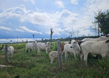 Ipaam flagra criação ilegal de mil cabeças de gado dentro da Floresta Estadual de Tapauá