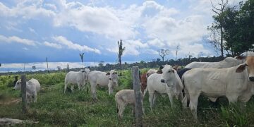 Ipaam flagra criação ilegal de mil cabeças de gado dentro da Floresta Estadual de Tapauá