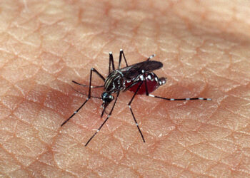 Amazonas registra mais de 4 mil casos prováveis de dengue em 2025
