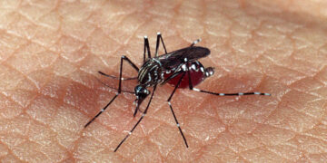 Amazonas registra mais de 4 mil casos prováveis de dengue em 2025