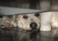 Nova lei proíbe tatuagens e piercings estéticos em cães e gatos no Brasil