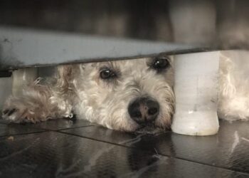 Nova lei proíbe tatuagens e piercings estéticos em cães e gatos no Brasil