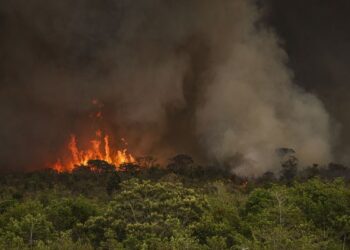 Desmatamento na Amazônia sobe 92% em maio de 2025 e incêndios florestais são principais responsáveis