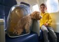 Decisão do TJAM garante transporte aéreo humanizado para cadela paraplégica e reforça bem-estar animal
